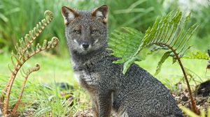 Preview wallpaper gray fox, grass, sit