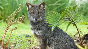 Preview wallpaper gray fox, grass, sit