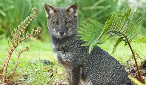 Preview wallpaper gray fox, grass, sit