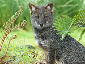 Preview wallpaper gray fox, grass, sit