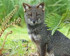 Preview wallpaper gray fox, grass, sit