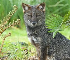 Preview wallpaper gray fox, grass, sit