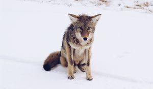 Preview wallpaper gray fox, snow, predator