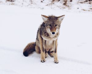 Preview wallpaper gray fox, snow, predator
