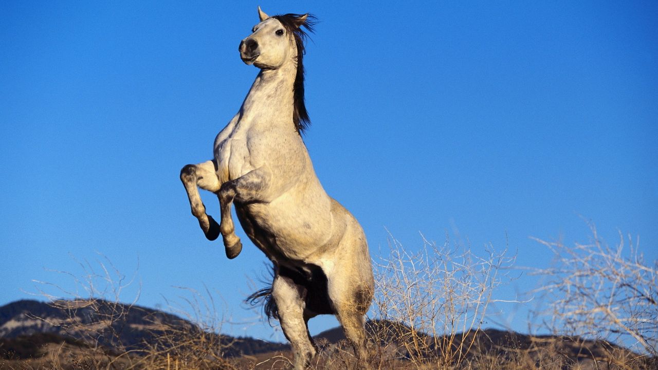 Wallpaper gray horse, hooves, steppe