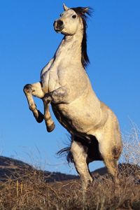 Preview wallpaper gray horse, hooves, steppe