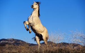 Preview wallpaper gray horse, hooves, steppe