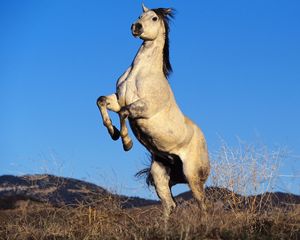 Preview wallpaper gray horse, hooves, steppe