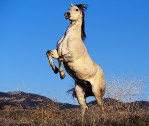 Preview wallpaper gray horse, hooves, steppe