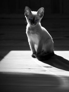 Preview wallpaper gray, kitten, white, black white, shadow