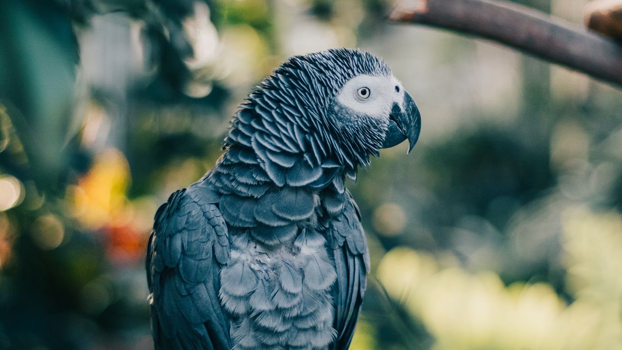 Wallpaper gray parrot, parrot, bird, branch