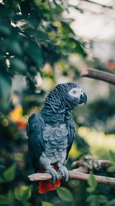 Preview wallpaper gray parrot, parrot, bird, branch