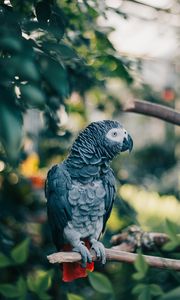 Preview wallpaper gray parrot, parrot, bird, branch