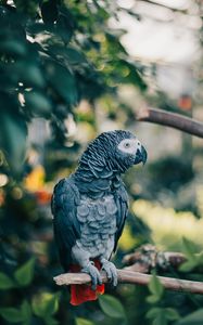 Preview wallpaper gray parrot, parrot, bird, branch