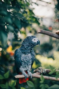 Preview wallpaper gray parrot, parrot, bird, branch