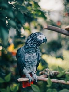 Preview wallpaper gray parrot, parrot, bird, branch