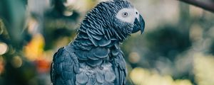 Preview wallpaper gray parrot, parrot, bird, branch