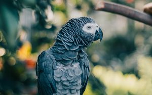 Preview wallpaper gray parrot, parrot, bird, branch