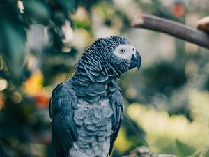 Preview wallpaper gray parrot, parrot, bird, branch