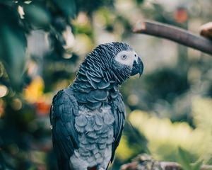 Preview wallpaper gray parrot, parrot, bird, branch