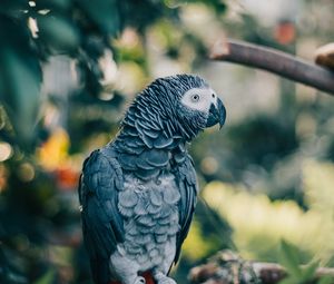 Preview wallpaper gray parrot, parrot, bird, branch