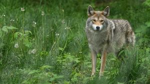 Preview wallpaper gray wolf, dandelions, grass