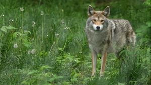 Preview wallpaper gray wolf, dandelions, grass