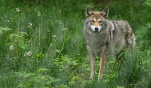 Preview wallpaper gray wolf, dandelions, grass