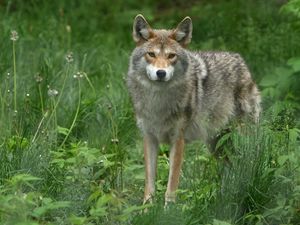 Preview wallpaper gray wolf, dandelions, grass