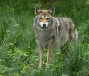 Preview wallpaper gray wolf, dandelions, grass