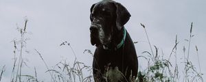 Preview wallpaper great dane, dog, grass, muzzle