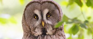 Preview wallpaper great gray owl, owl, bird, wildlife, branch