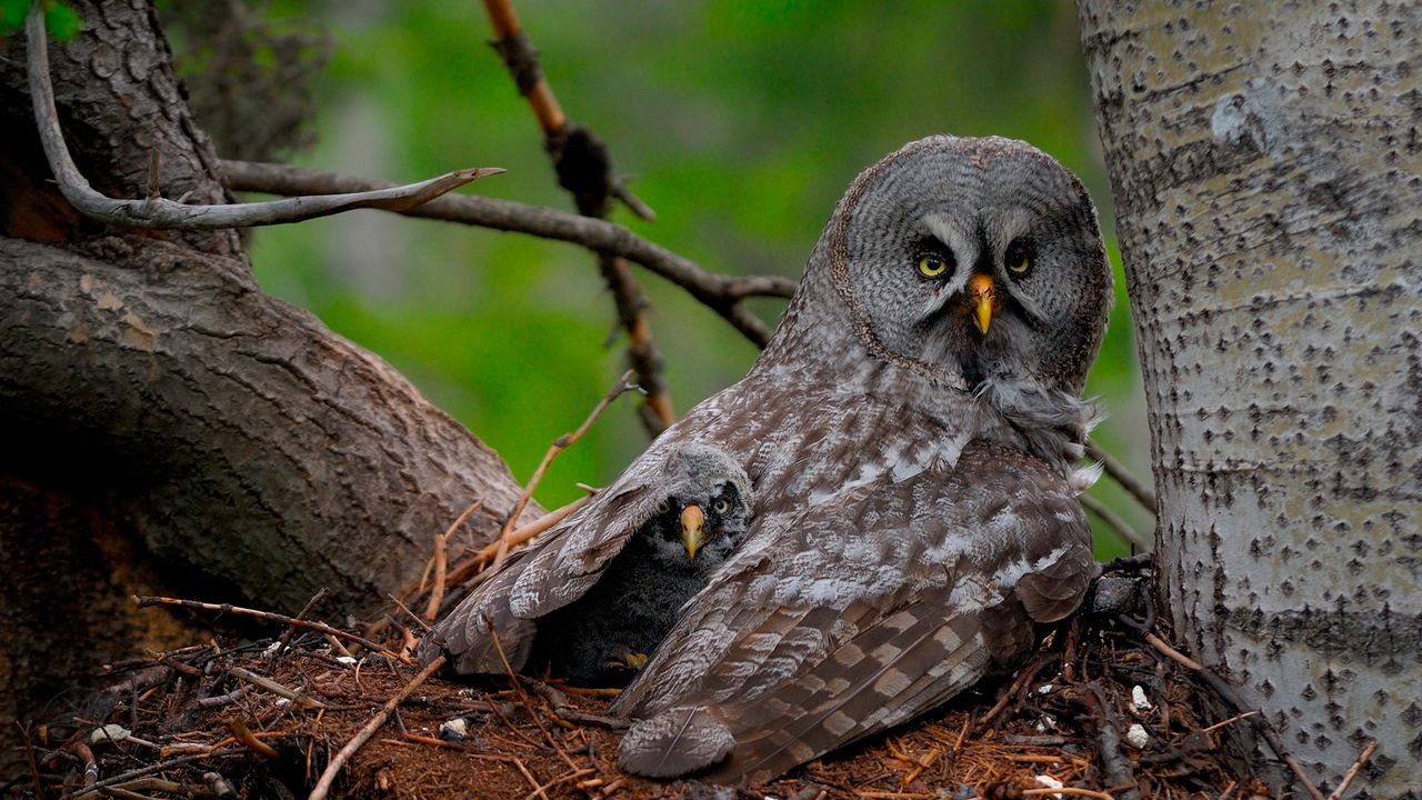 Wallpaper great gray owl, owl, chick, baby, wings, predator