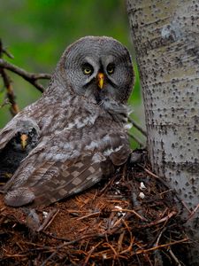 Preview wallpaper great gray owl, owl, chick, baby, wings, predator