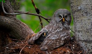 Preview wallpaper great gray owl, owl, chick, baby, wings, predator