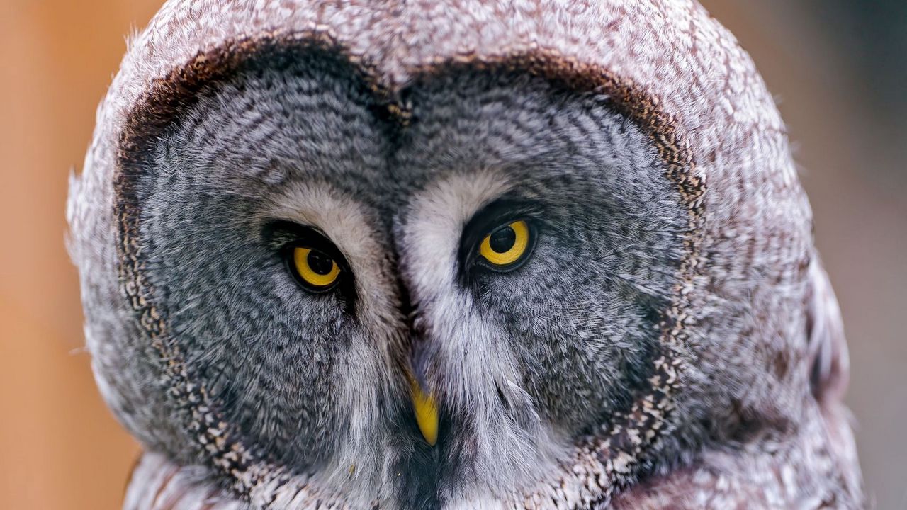 Wallpaper great gray owl, owl, head, birds, predators