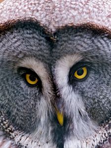 Preview wallpaper great gray owl, owl, head, birds, predators