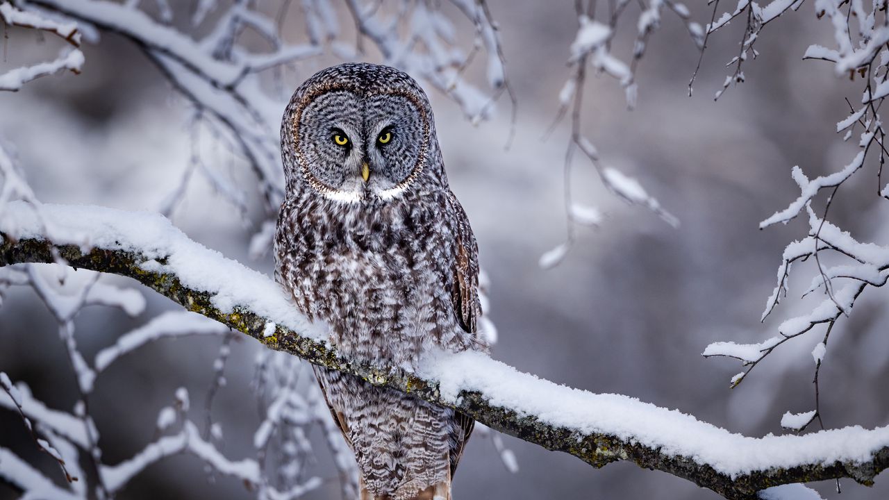 Wallpaper great grey owl, owl, bird, snow, winter, branch