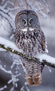 Preview wallpaper great grey owl, owl, bird, snow, winter, branch