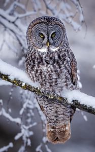 Preview wallpaper great grey owl, owl, bird, snow, winter, branch