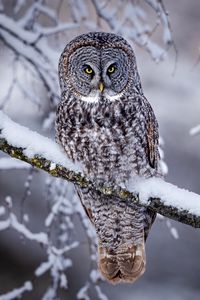 Preview wallpaper great grey owl, owl, bird, snow, winter, branch