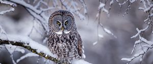 Preview wallpaper great grey owl, owl, bird, snow, winter, branch