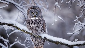 Preview wallpaper great grey owl, owl, bird, snow, winter, branch