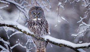 Preview wallpaper great grey owl, owl, bird, snow, winter, branch