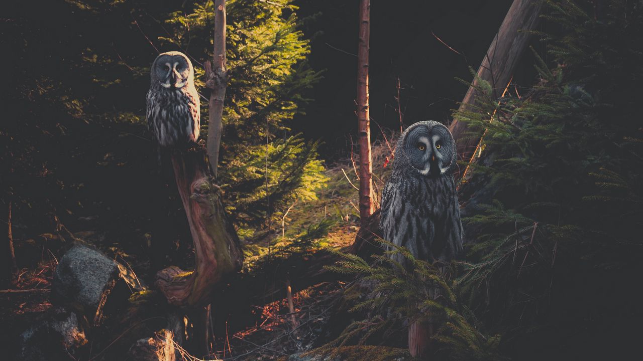 Wallpaper great grey owl, owl, predator, bird, forest