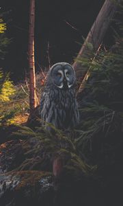 Preview wallpaper great grey owl, owl, predator, bird, forest