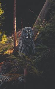 Preview wallpaper great grey owl, owl, predator, bird, forest