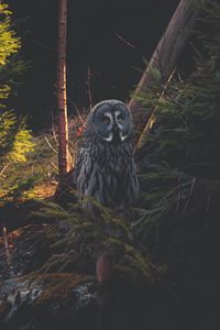 Preview wallpaper great grey owl, owl, predator, bird, forest