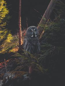 Preview wallpaper great grey owl, owl, predator, bird, forest