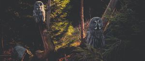 Preview wallpaper great grey owl, owl, predator, bird, forest